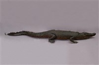 Saltwater crocodile Collection Image, Figure 1, Total 13 Figures